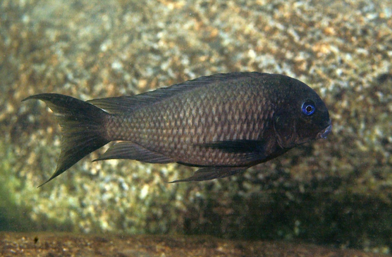 Tropheus polli 'Mabilibili Bay'
